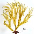 Dictyopteris lucida3